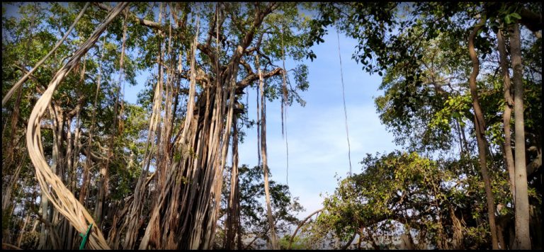 Dodda Alada Mara – Big Banyan Tree – My Camera Log