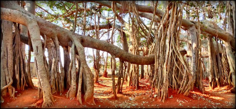 Dodda Alada Mara – Big Banyan Tree – My Camera Log