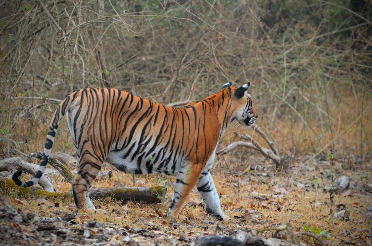 JLR Kabini Back Waters – Part – 1 – My Camera Log